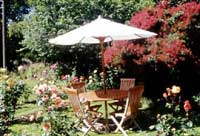 Roses provide a terrific source of vibrant colour