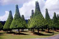 Topiary trees en masse make an awesome sight