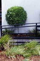 A traditional ‘standard’ topiary consisting of ball and stem.