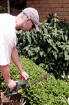 Choosing_gardner_1
