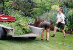 choose_gardener_2