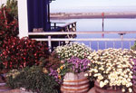 coloured garden 2
