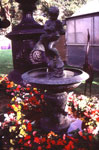 Coloured gardens 6