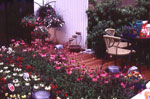coloured garden5