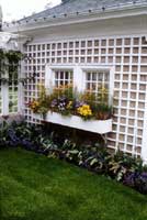 Trellis makes an attractive covering to otherwise uninspiring walls