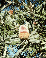 Choose plants that are native to region, as they are often able to cope with the local climatic conditions  better than introduced species.  This Australian native, for example is well adapted to Australia’s dry conditions.