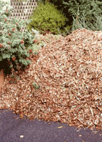Applying mulch to garden beds can drastically reduce water loss and save you having to water as often.