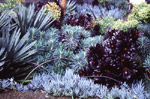Dry Gardens