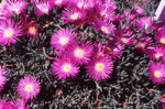 Dry Gardens