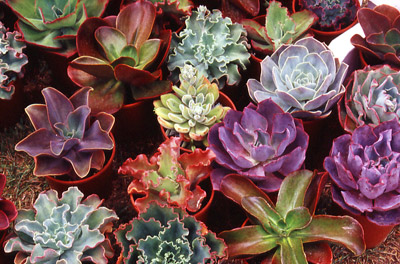 Succulent Garden Design on Dry Gardens For Dry Places