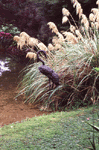 small garden 1