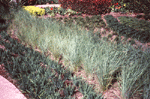 grasses for effects 2