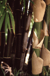 garden effects bamboo