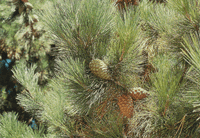 Pinus radiata 