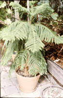 Norfolk Island Pine (Araucaria heterophylla)