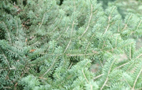 The Nordmann Fir makes a beautiful tree in the Northern hemisphere 