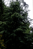 Cedrus atlantica ‘Glauca’ 