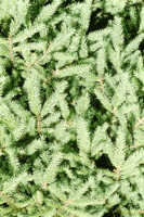 Picea abies is also known as a Christmas tree in the northern  hemisphere