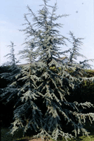 Blue spruce will be happy in a container for several years