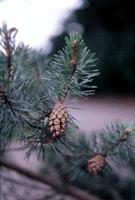 Scots Pine is a very attractive tree with wonderful cones