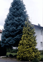 All kinds of conifers can be dressed up for the festive season once they are established in the garden