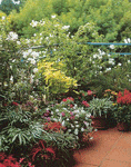 Pots and urns overflowing with colour