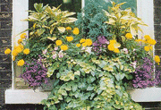 Window Boxes