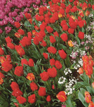 In cold climates use bulbs (eg tulips and anemones)
