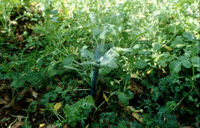 Sprinklers need to be monitored