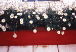 Portable Gardens 2