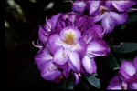 Rhododendron "Blue Bell"