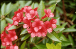 Rhododendron "Ne Plus Ultra"