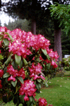 Rhododendron "Wild Affair"