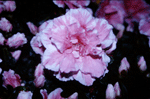 Azalea "August Heavens"