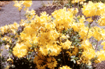 Rhododendron Molle "Melford Yellow"