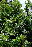 Citrus plants are a fantastic way to add scent to your garden – the smell of the crushed leaves is strong and sweet, and the flowers have a pleasant smell before fruit set.