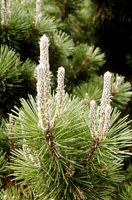 Conifers have appealing pine scented foliage, and there are a huge number of varieties to cater for almost any garden situation.