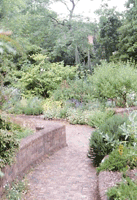 To release the scent of plants with fragrant foliage, locate them close to a garden path where they will be continually brushed by passers by. This contact will release their aroma for all to enjoy.