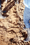soils