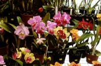Cattleya orchids can be picked 2-4 days before the bud opens, and provide a very long lasting display.