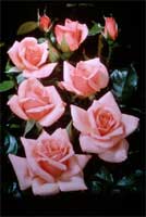 Roses can be picked when colour first appears in the buds – they are a true favourite for cut flowers.