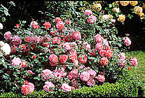 acsGarden.com