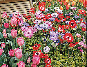 acsGarden.com