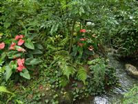 Disney Sea Anthurium