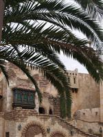 Disney Sea Palm