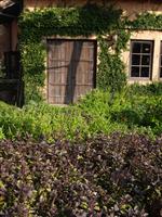 Disney Sea Basil