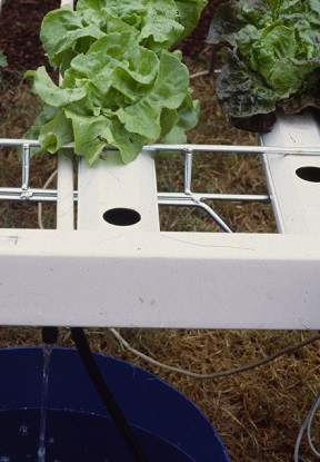 Advanced Hydroponics Distance Learning Hydroponic Growing Online Training