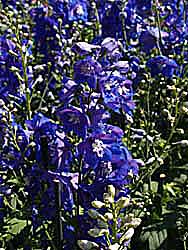 Delphinium