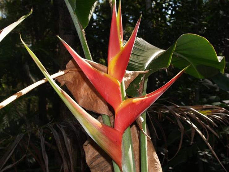 Vanuatu Tropical Plants Garden Study Tour Learn Gardening at home