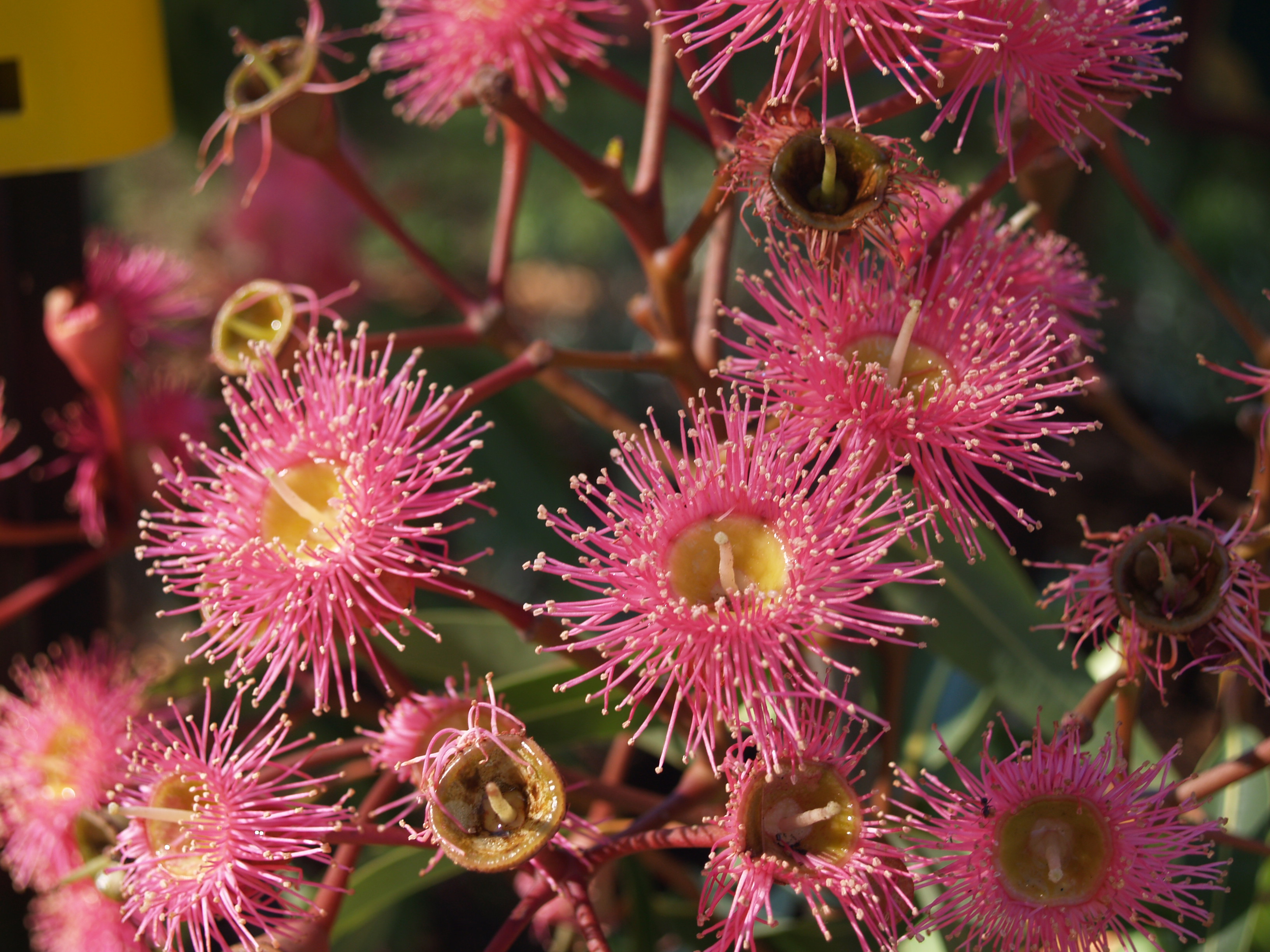 Red flowering gum Care (Watering, Fertilize, Pruning, Propagation) -  PictureThis